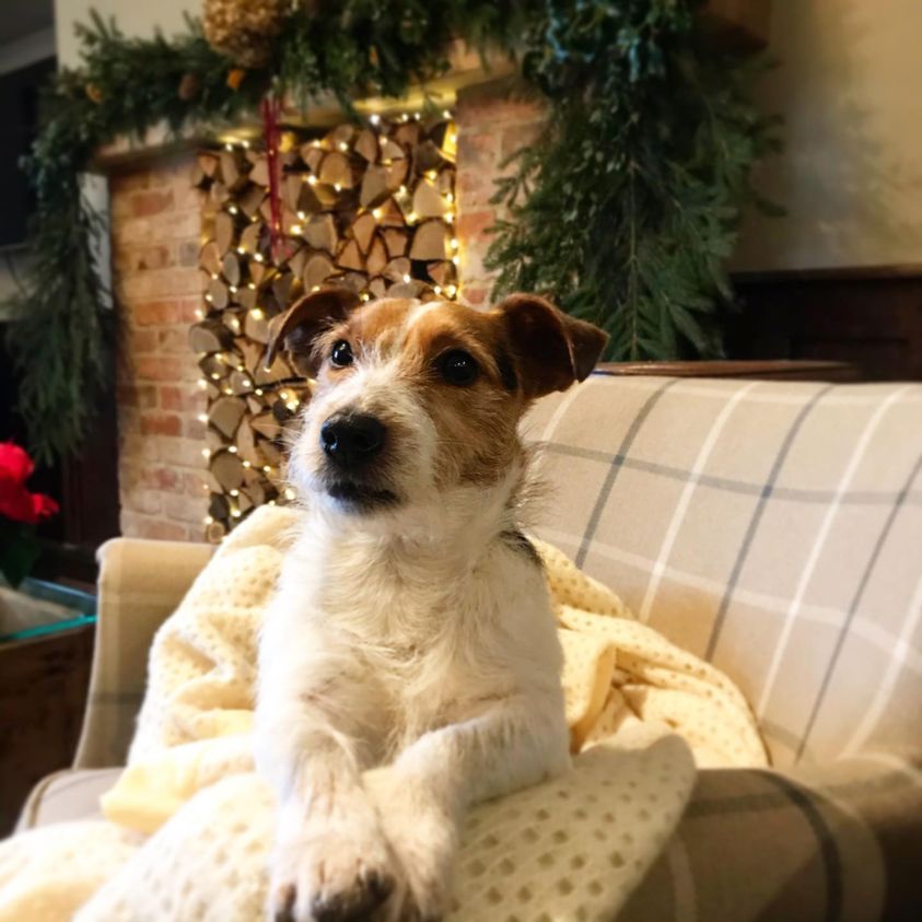 The Festive Season At The Fox